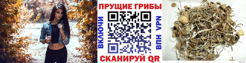 Купить где  Красноуфимск  Псилоцибиновые грибы Cubensis 